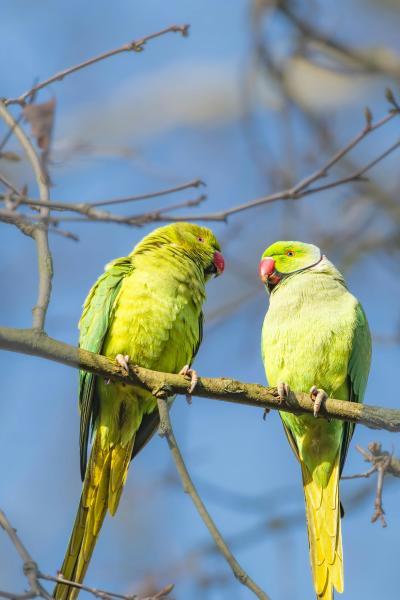 Photo by Siegfried Poepperl from Pexels: https://www.pexels.com/photo/vibrant-parakeets-perched-on-a-branch-35720595/