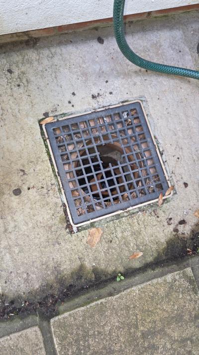 Rat damages