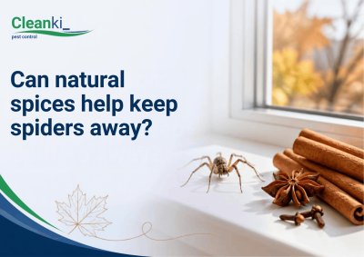 SEO title	Natural spider repellent spice hack: do cinnamon and cloves really work?